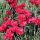 Dianthus gratianopolitanus 'Bombardier´