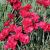Dianthus gratianopolitanus 'Bombardier´