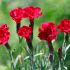 Dianthus gratianopolitanus 'Bombardier´