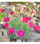 Dianthus gratianopolitanus 'Badenia'