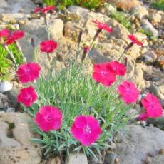 Dianthus gratianopolitanus 'Badenia'