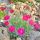 Dianthus gratianopolitanus 'Badenia'