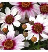 Coreopsis ´Sweet Dreams´