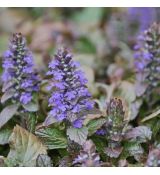 Ajuga reptans 'Simon´s Type´