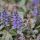 Ajuga reptans 'Simon´s Type´