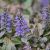 Ajuga reptans 'Simon´s Type´