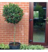 Ilex aquifolium na kmienku