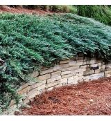 Juniperus horizontalis ´Blue Chip´