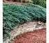Juniperus horizontalis ´Blue Chip´ Ø 11 / 0,8L