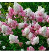 Hydrangea paniculata ´Pink Lady´