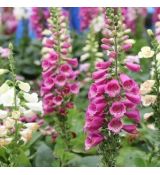 Digitalis ´Foxy Mix´