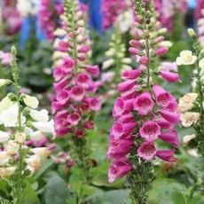 Digitalis ´Foxy Mix´