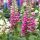 Digitalis ´Foxy Mix´