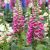 Digitalis ´Foxy Mix´