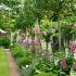 Digitalis ´Foxy Mix´