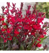 Lobelia x Speciosa ´Starship Scarlet´
