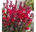 Lobelia x Speciosa ´Starship Scarlet´ Ø13 / 1L