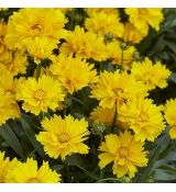 Coreopsis grandiflora ´Presto´