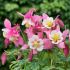 Aquilegia ´Spring Mix´