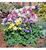 Aquilegia ´Spring Mix´