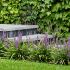 Liriope muscari