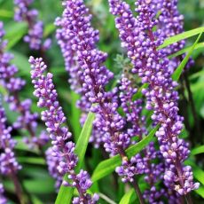 Liriope muscari