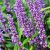 Liriope muscari