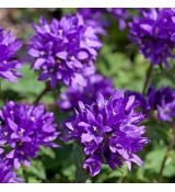 Campanula glomerata ´Joan Elliott´