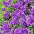 Campanula glomerata ´Joan Elliott´
