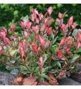 Photinia x fraseri ´Little Red Robin´