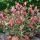 Photinia x fraseri ´Little Red Robin´