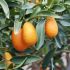 Citrus Fortunella Kumquat Margarita