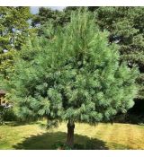 Pinus wallichiana