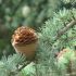 Cedrus libani na kmienku