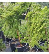 Cedrus libani na kmienku