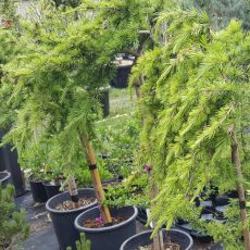 Cedrus libani na kmienku