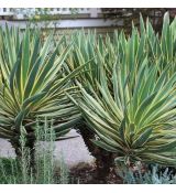 Yucca gloriosa ´Variegata´