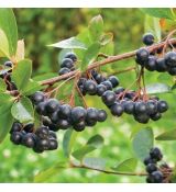 Aronia prunifolia ´Viking´