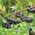 Aronia prunifolia ´Viking´