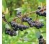 Aronia prunifolia ´Viking´ Ø15 / 1,5L