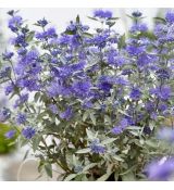Caryopteris clandonensis ´Sterling Silver´