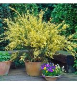 Cytisus x praecox