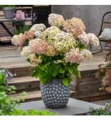 Hydrangea arborescens ´Candybelle Marshmallow´®