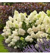 Hydrangea paniculata ´Skyfall´®