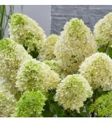 Hydrangea paniculata ´Skyfall´®