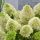 Hydrangea paniculata ´Skyfall´®