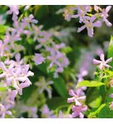 Trachelospermum jasminoides ´Star of Sicily´
