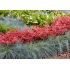 Nandina domestica ´Obsessed´®