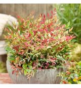 Nandina domestica ´Obsessed´®
