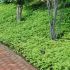 Pachysandra terminalis ´Green Carpet´